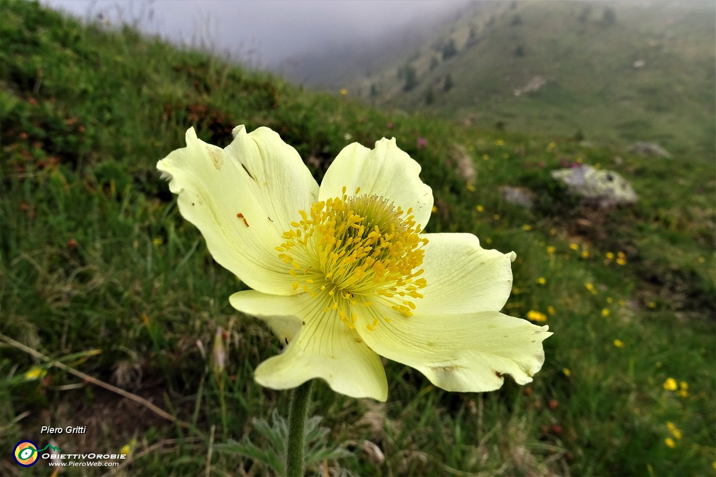 17 Pulsatilla alpina (sulfurea).JPG